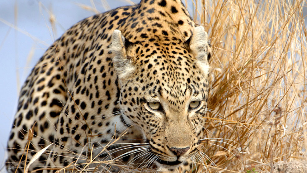 Inspirations-safaris-0-leopard2.jpg